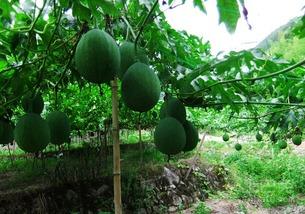 吃小吊瓜视频,视频揭秘家常美味制作过程