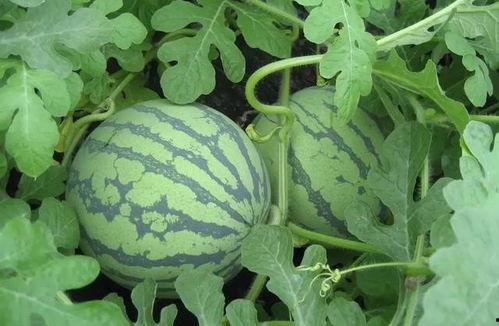 盐城最近吃瓜事件真相视频,真相视频曝光背后的真相