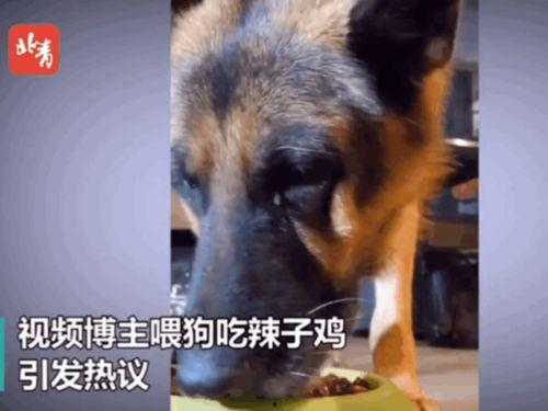 凉瓜能给狗吃吗视频,宠物饮食新选择