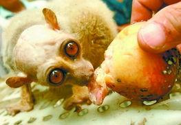 带你吃瓜竹子怪兽视频,带你揭秘带你吃瓜的神秘生物