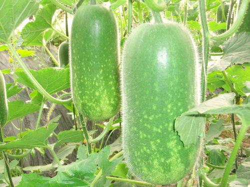 学霸大圣吃瓜视频大全,揭秘学霸日常，笑料横生