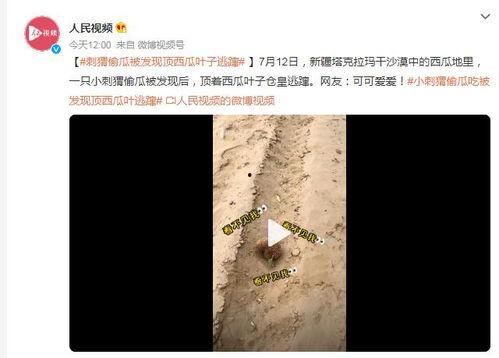 刺猬偷瓜吃怎么办视频,一场田园间的欢乐追逐