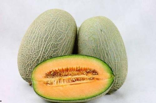 陕西人吃甘肃哈密瓜视频,陕西人品尝甘肃哈密瓜的甜蜜之旅