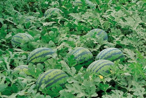 桑植吃瓜视频大全,趣味横生的乡村生活瞬间