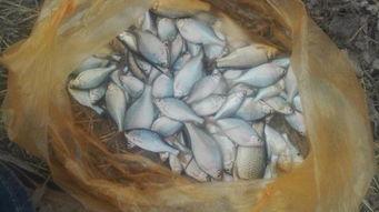 浪里白条吃瓜视频,揭秘娱乐圈幕后真相