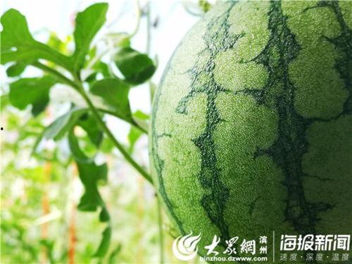 第一次吃梨瓜的视频真实,味蕾之旅开启