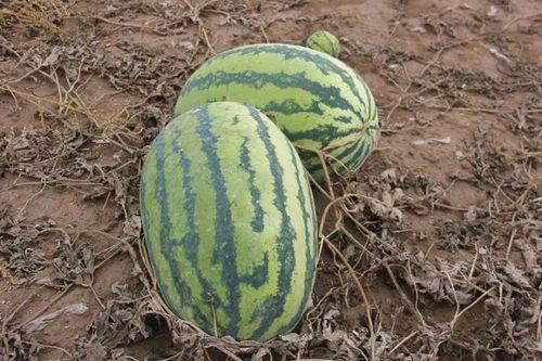 吃瓜熟视频,揭秘娱乐圈幕后故事