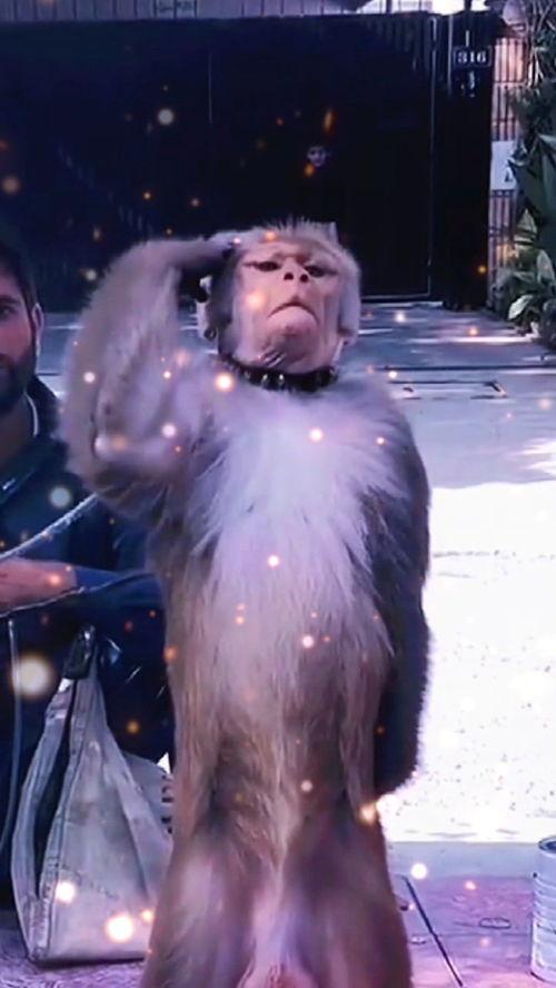 吃瓜博主野人特效视频,揭秘吃瓜博主野人特效视频背后的秘密