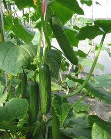 吃瓜叶能减肥么吗视频,真的能瘦下来吗？